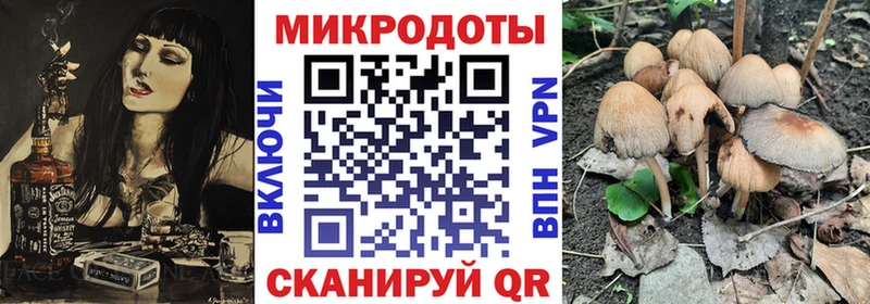 сколько стоит  Циолковский  Псилоцибиновые грибы Cubensis 
